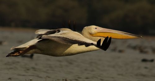 Close-up of bird