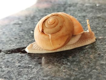 Close-up of snail on rock