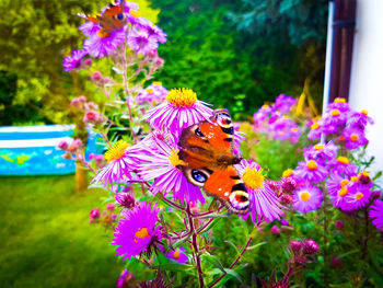 Close-up of butterfly pollinating on flowers