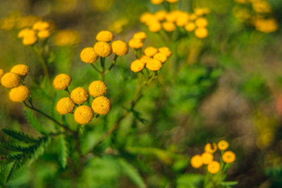 Close-up of yellow flowering plants