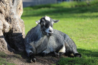 Sheep in a field