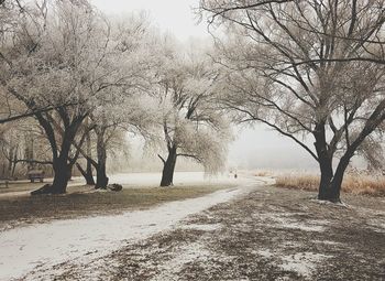 Trees in park against sky