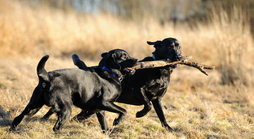 Black labrador retriever dog carrying stem on field