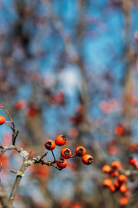 Vertical fall autumn nature background with berries and leaves. autumn background 