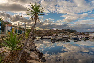 Panoramic view of palm trees and buildings against sky