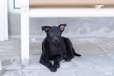 Portrait of black dog