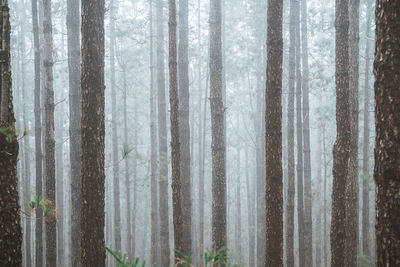 Pine trees in forest