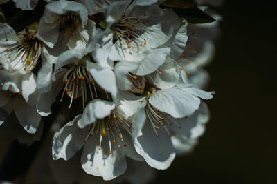 Close-up of white cherry blossom tree