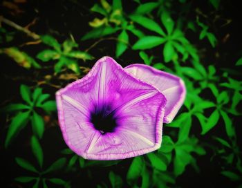 Close-up of purple flowering plant