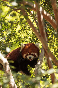 Red panda on tree branch