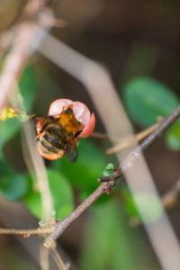 Close-up of bee pollinating on flower