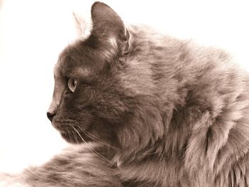 Close-up of cat against white background