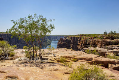 Plants and rocks by trees against clear sky