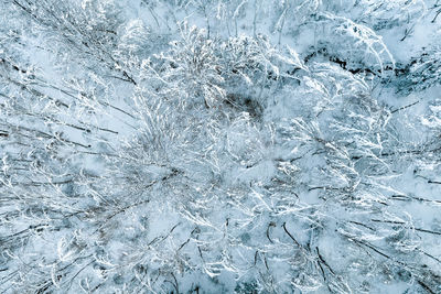 Aerial view of snow covered forest