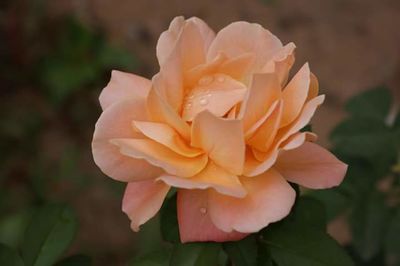 Close-up of rose