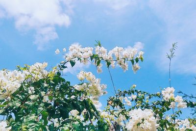 Low angle view of blooming tree against sky