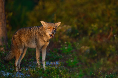 Fox standing on field