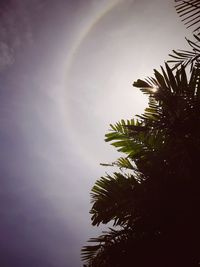 Low angle view of silhouette palm trees against sky