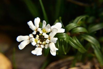 Close-up of white flowers