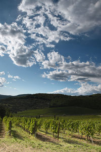 Scenic view of vineyard against sky