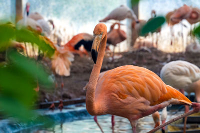 Close-up of flamingo