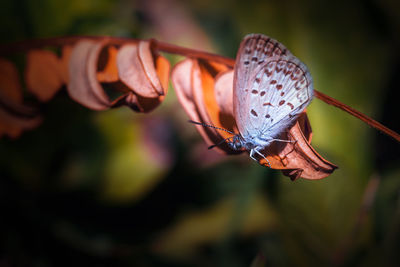 Close-up of butterfly pollinating on flower