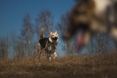 Dog running on field