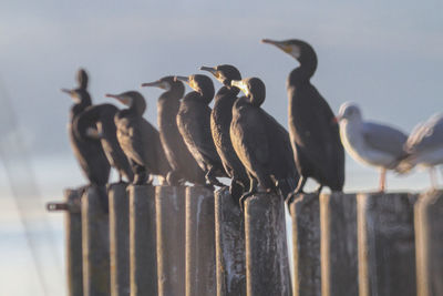 Low angle view of birds on railing