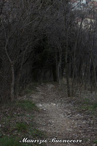 Footpath amidst trees in forest