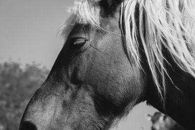 Close-up portrait of a horse