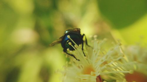 Close-up of insect on flower