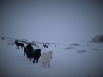 Dog on snow field against clear sky