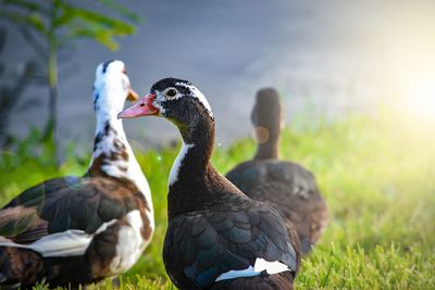 Close-up of ducks