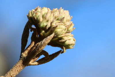 Low angle view of flowering plant against blue sky