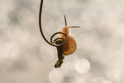 Close-up of snail