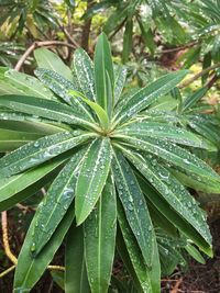 High angle view of wet plant leaves during rainy season