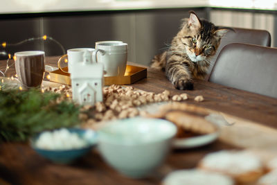 Cat relaxing on table