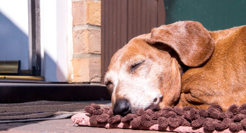 Close-up of a dog sleeping