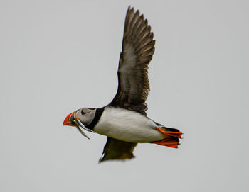 Bird flying in the sky