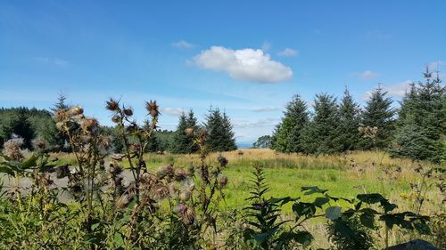 Scenic view of landscape against sky