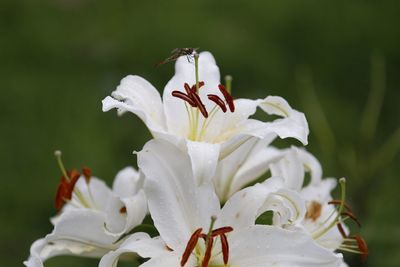 Close-up of insect on white flowering plant