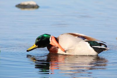 Duck swimming in a lake