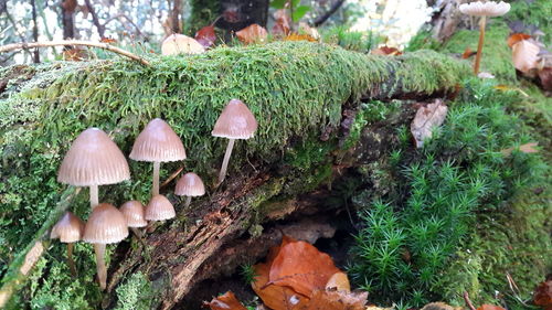 Close-up of mushrooms growing on wood