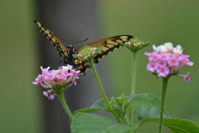 Close-up of butterfly pollinating on pink flower