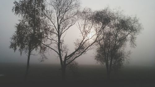 Trees on field in foggy weather