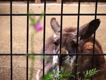 Close-up of cats in cage at zoo