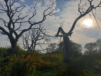 Silhouette bare tree against sky during sunset