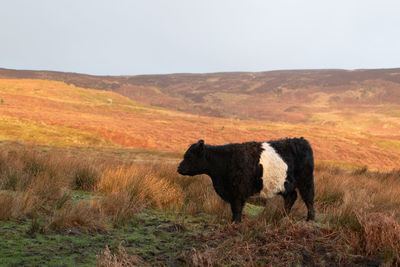 Cow standing on field