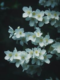 Close-up of white flowers