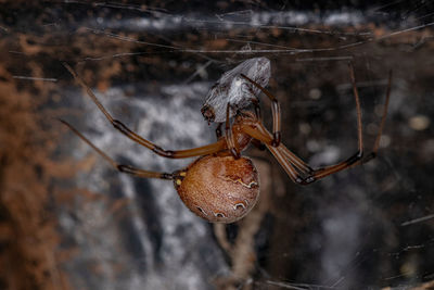 Close-up of dried hanging on branch